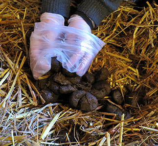 Collection of horse manure in plastic bag. Photo.