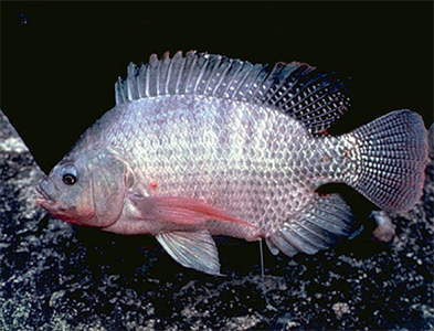 En Tilapia fisk från sidan. Foto.