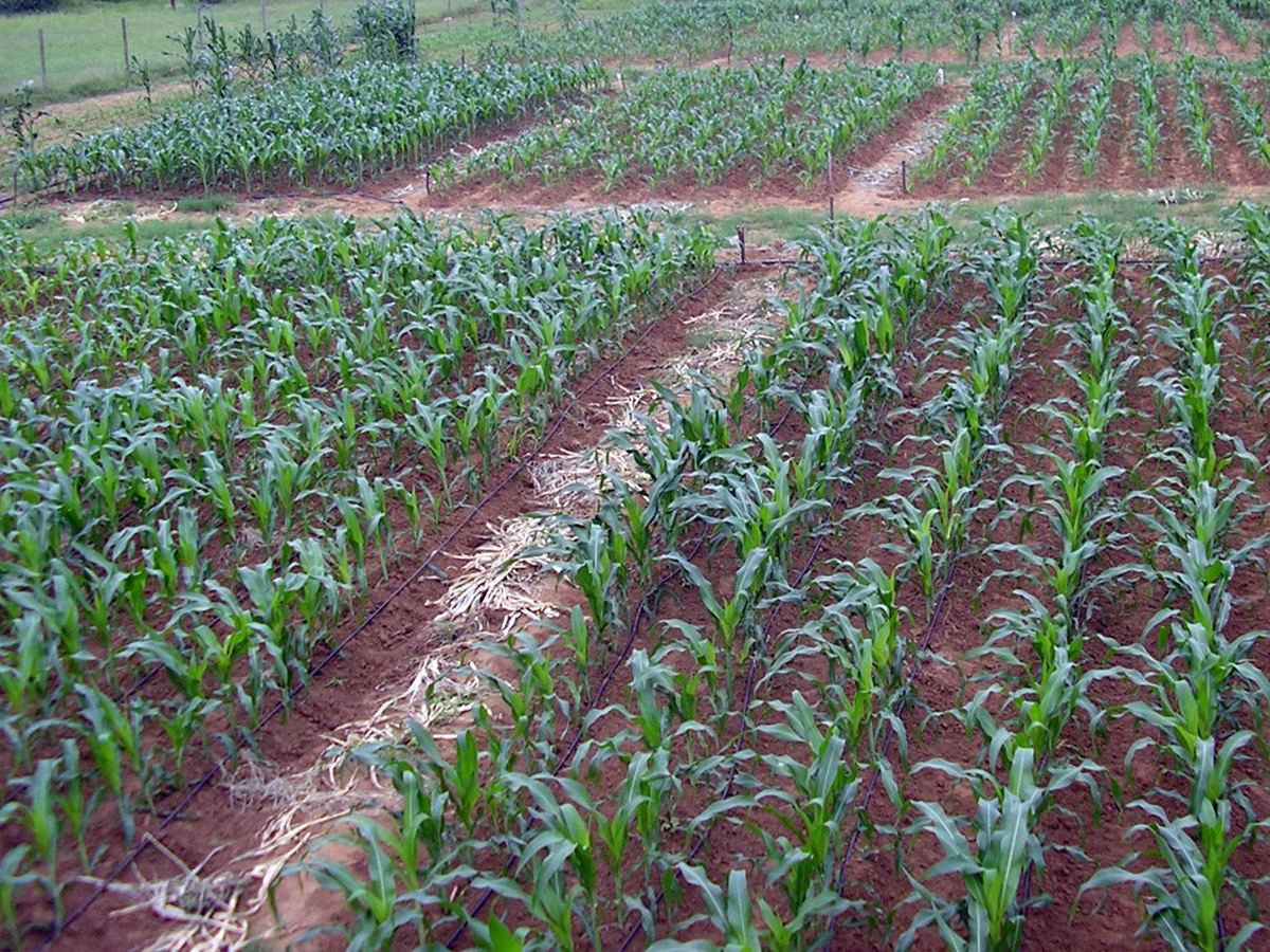 improving-water-use-efficiency-in-small-scale-maize-production-systems