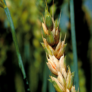 Wheat with fungal disease. Photo.