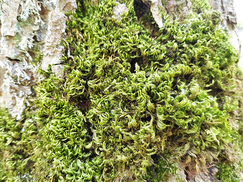 Green moss on a tree trunk. Photo.