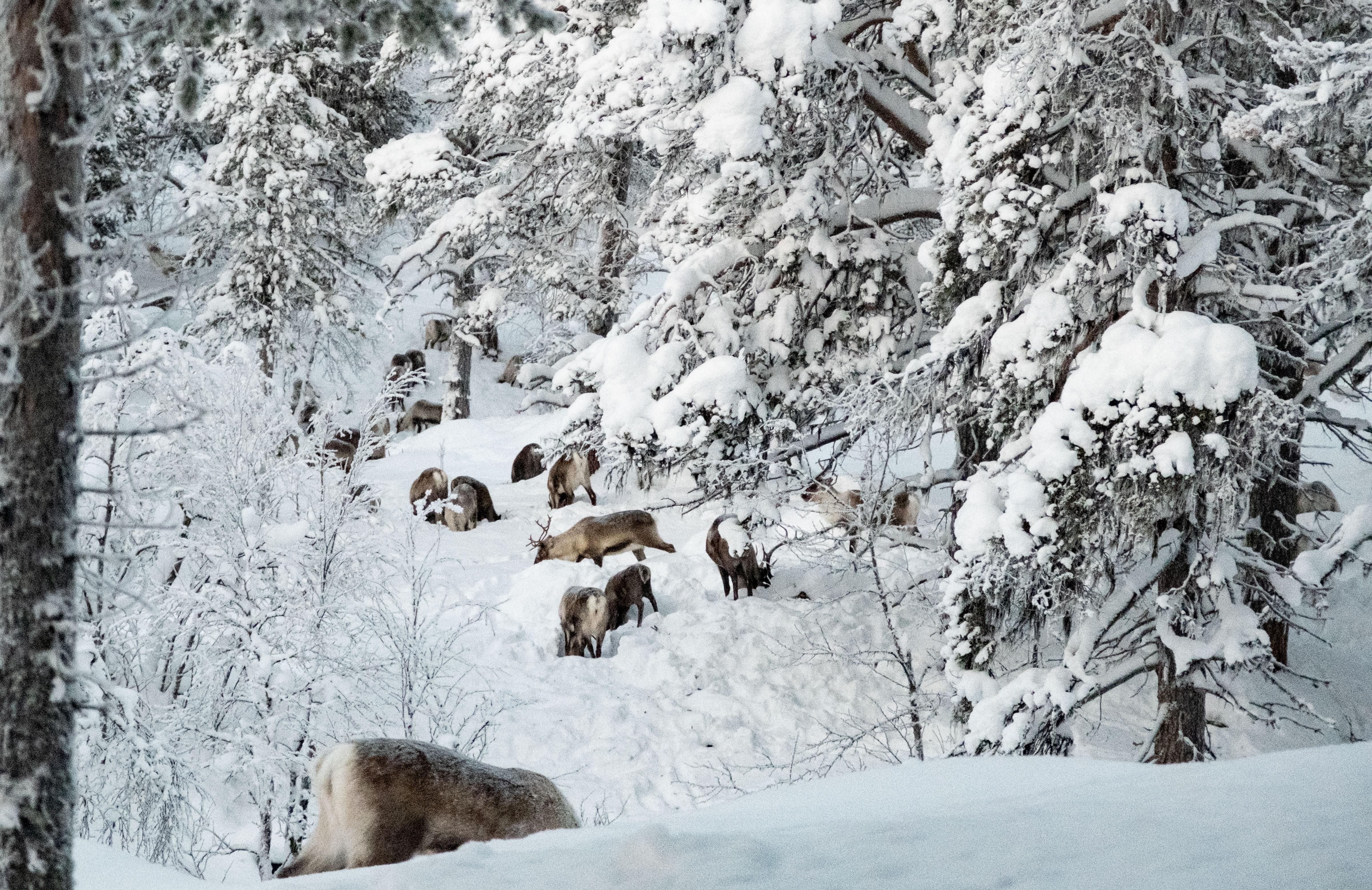 Reindeers in Vattme in the winter