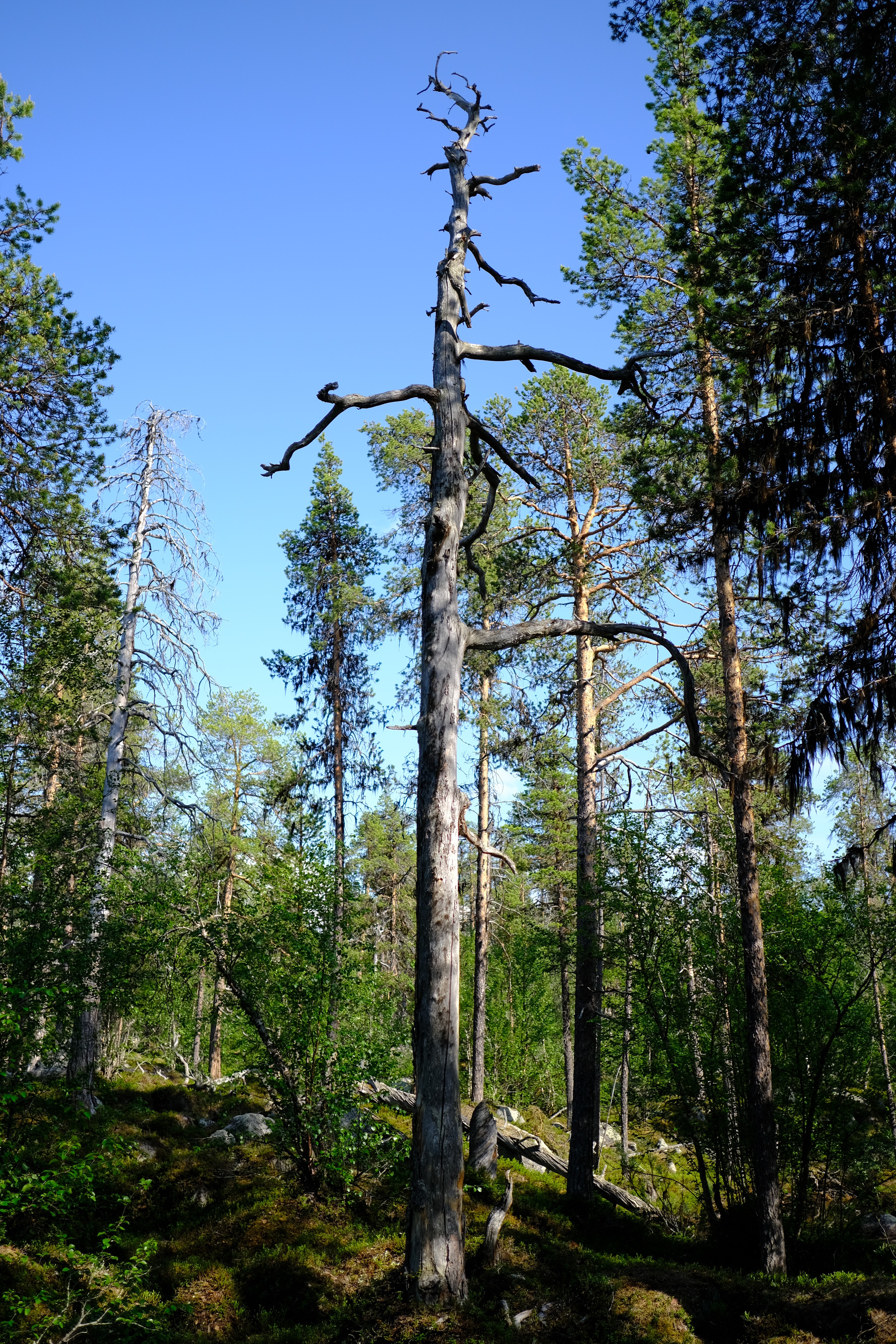riktigt gamla och särpräglade träd i Vattme och på keloträd (