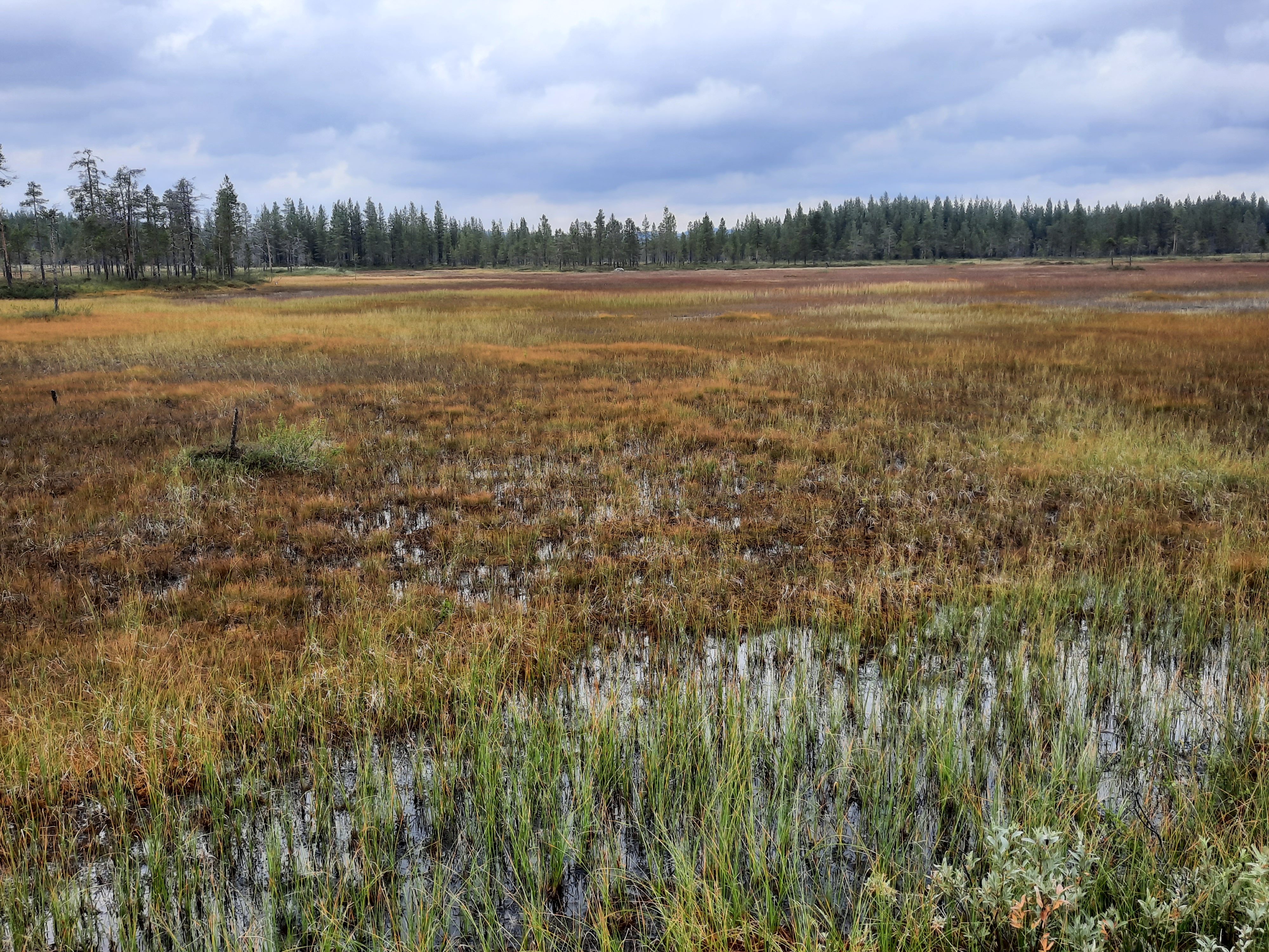 boreal landscape