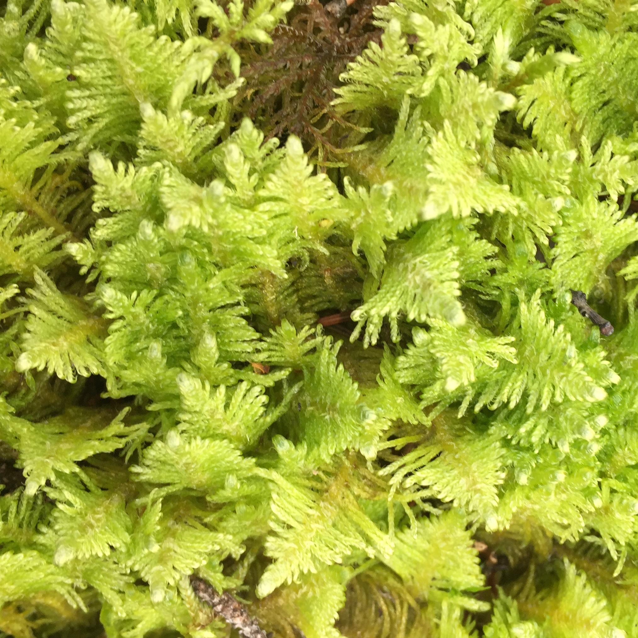 Feather Moss