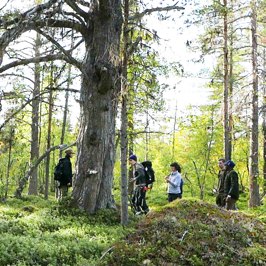 Students around an old pine