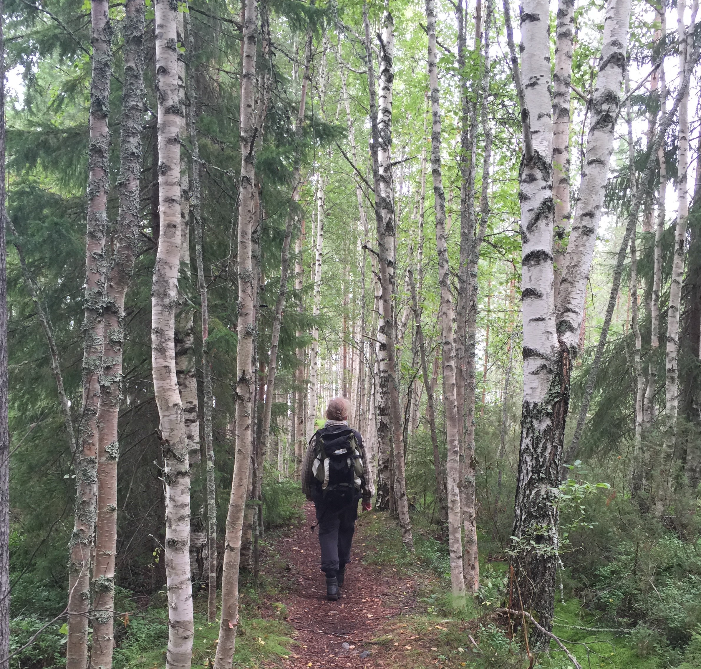 Person walking in birch forest