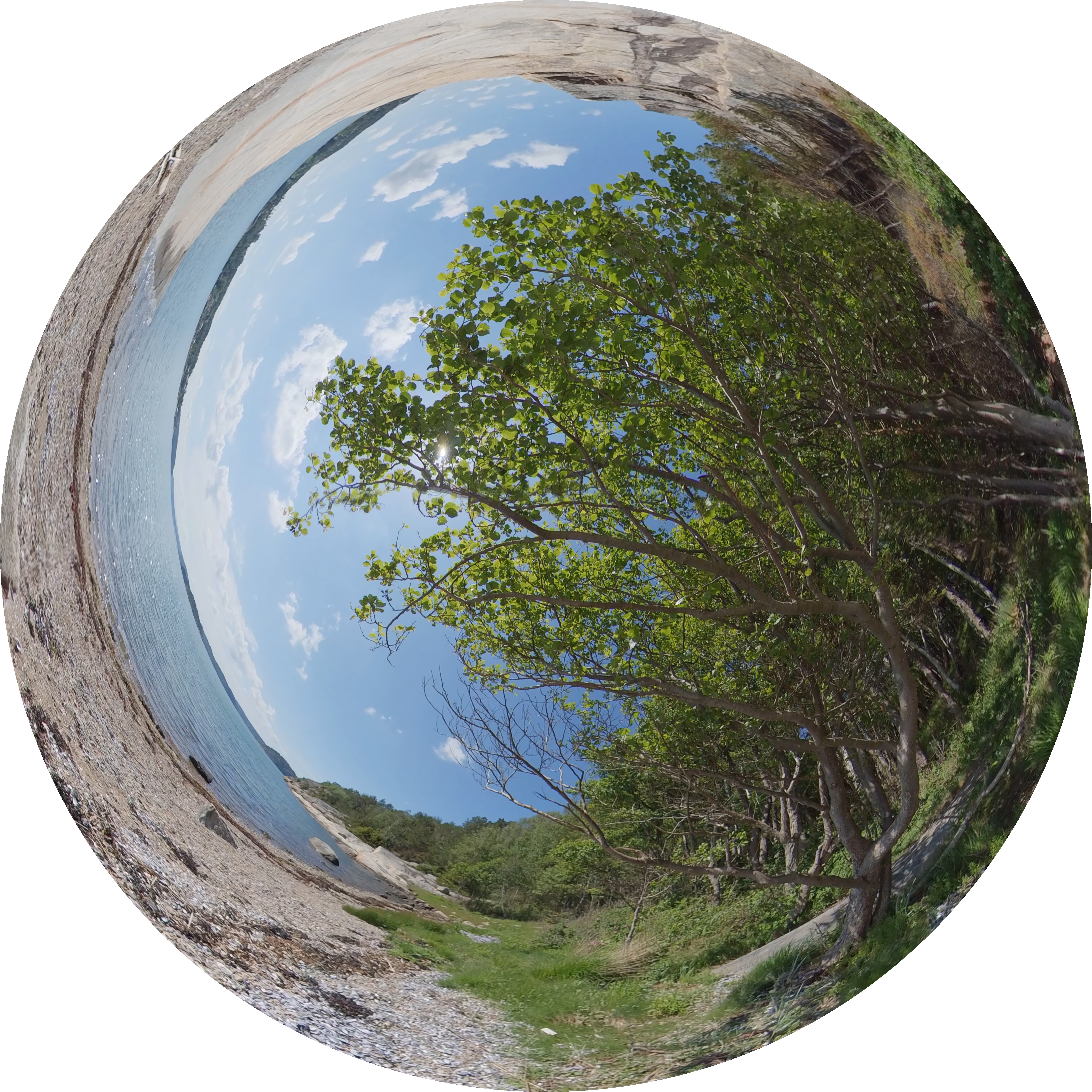360 image of beach with trees