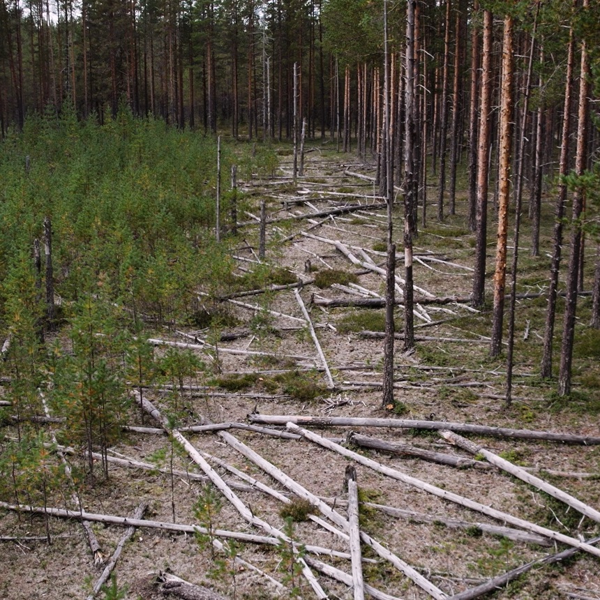 Bild från ringbarkningsförsök i tallskog.