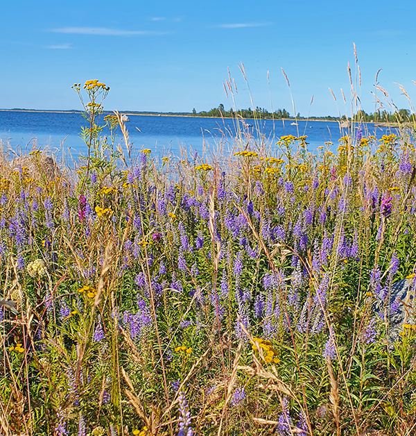 Blommor och gräs med hav och himmel i bakgrunden. Foto.