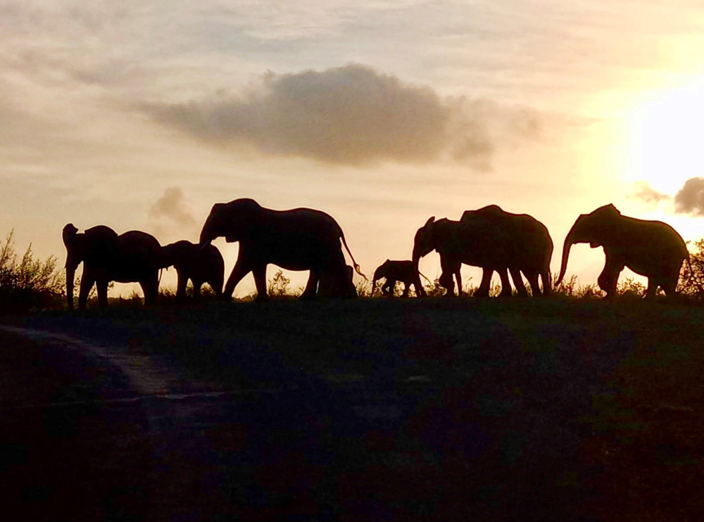  Silhouettes of elephants in a row. Photo.