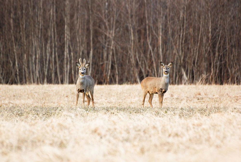 Photo of two roe deers.