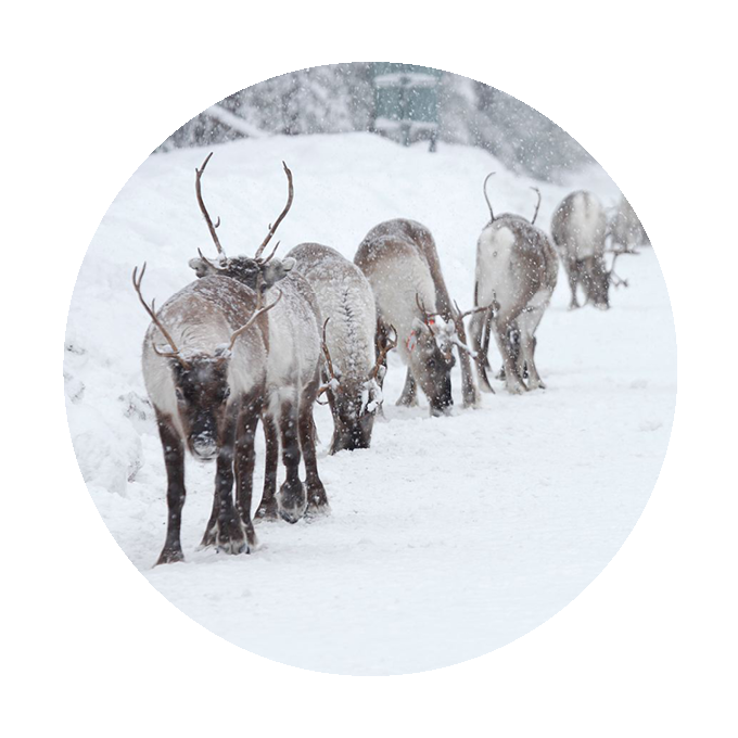  ▲ Reindeer on the road, winter. Photo.