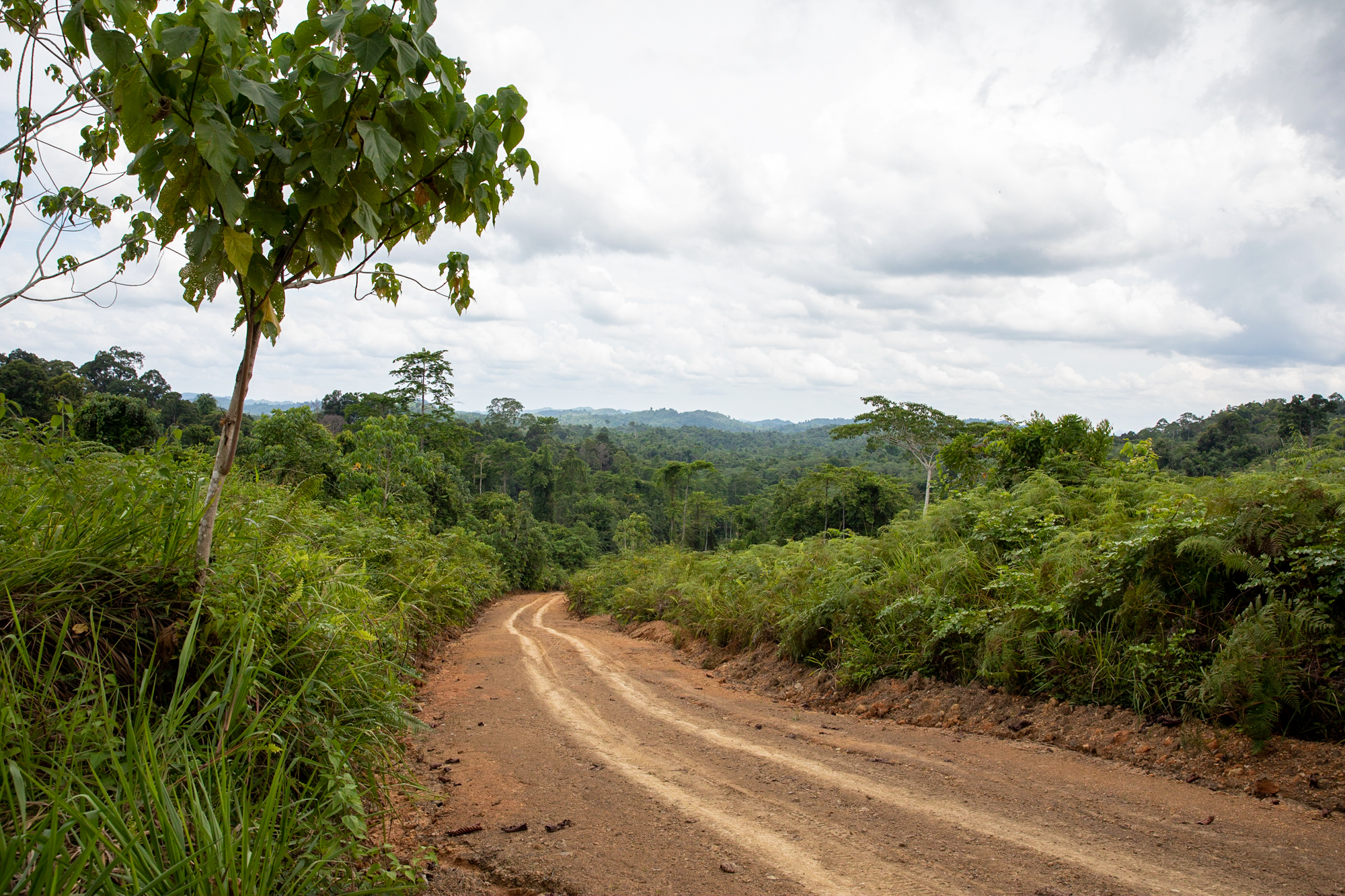 Road in rainforest.