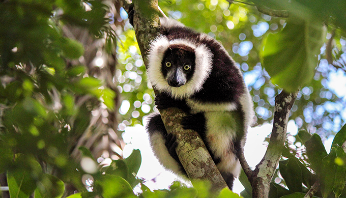 A black and white lemur sitting in a tree looks into the camera. Photo.