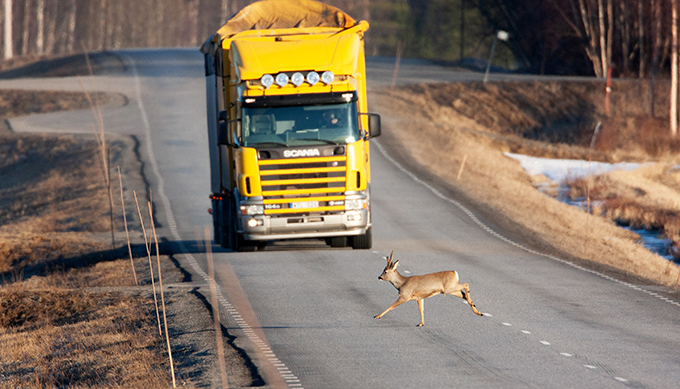 RoedDeer runs in front of a yellow truck on a road. Photo.