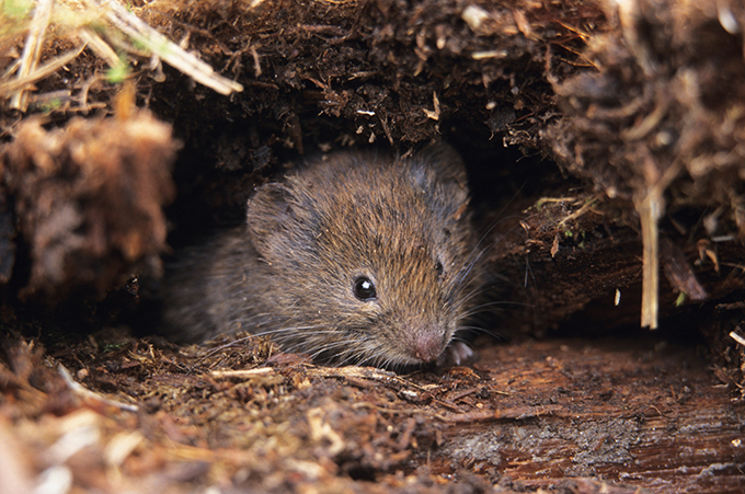 A bank vole peers at the camera. Photo.