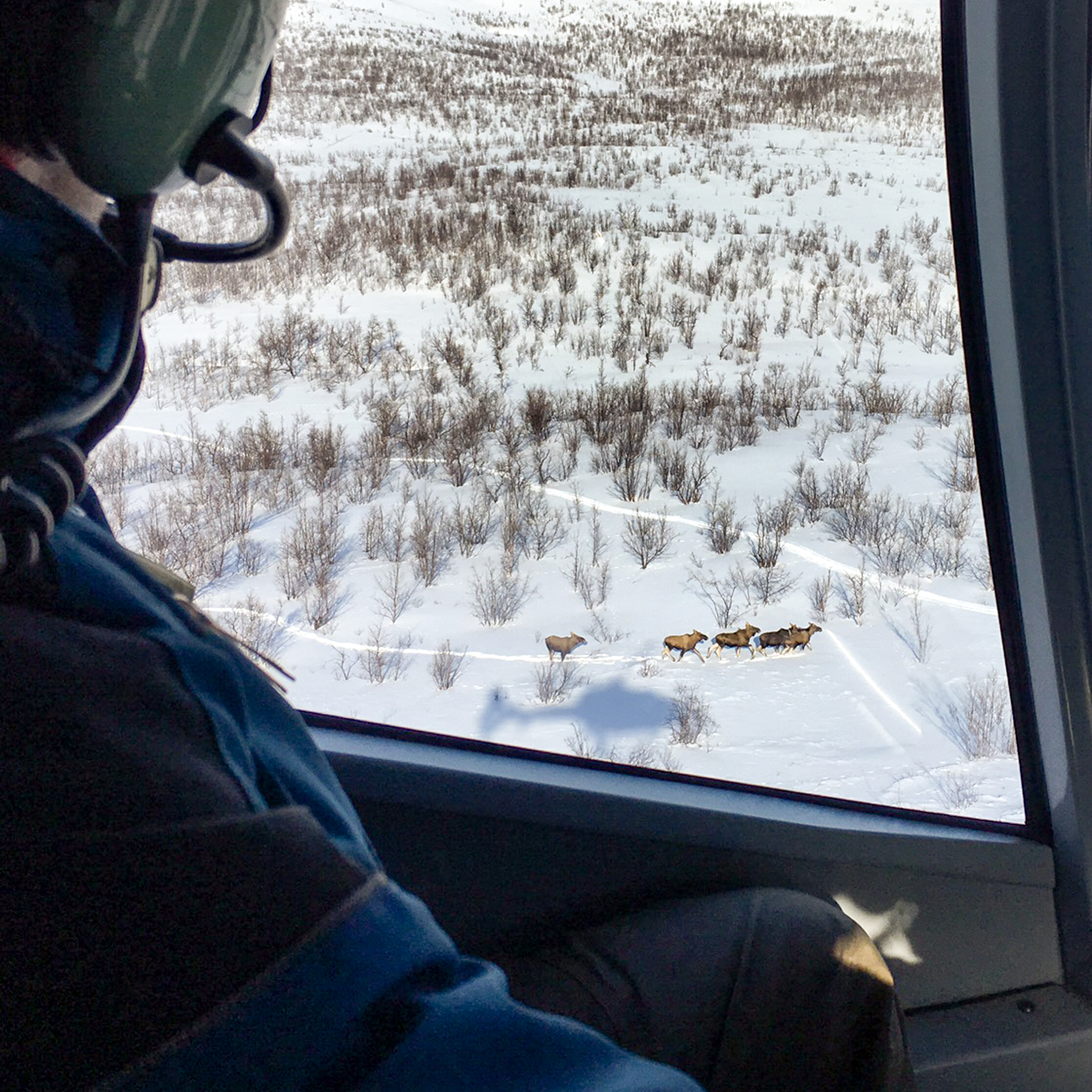 Person i helikopter tittar på älgar i vinterlandskap.