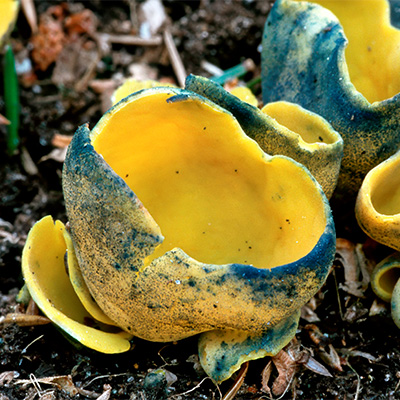 Gul, skålformad svamp med fläckar i grupp av likadana svampar. Foto