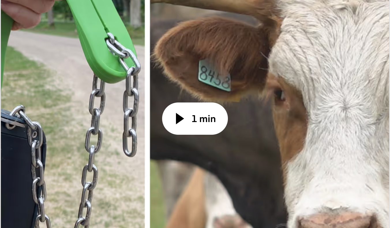 Tvådelad bild, till vänster ett vituellt stängselhallsband i grönt, till höger närbild på brunvit ko.