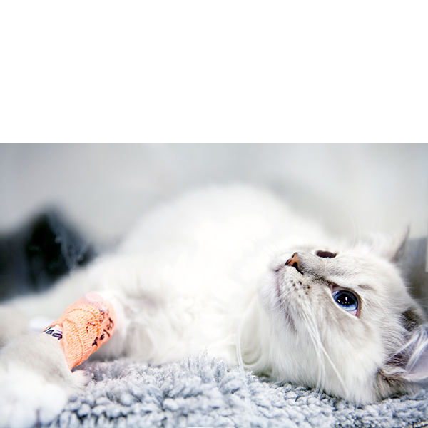 Foto på omplåstrad katt.