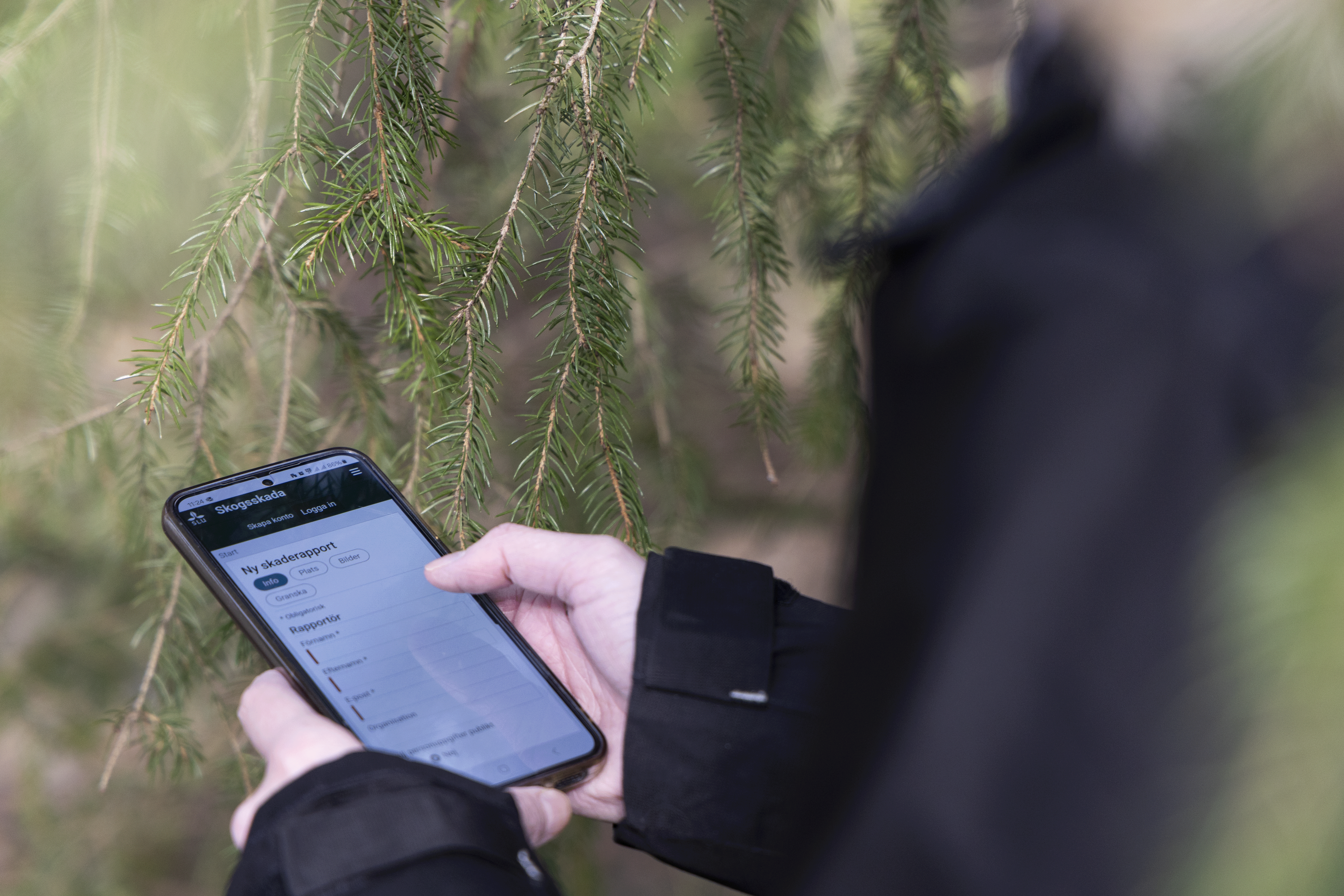 Webbverktyget Skogsskada på mobil. Foto.