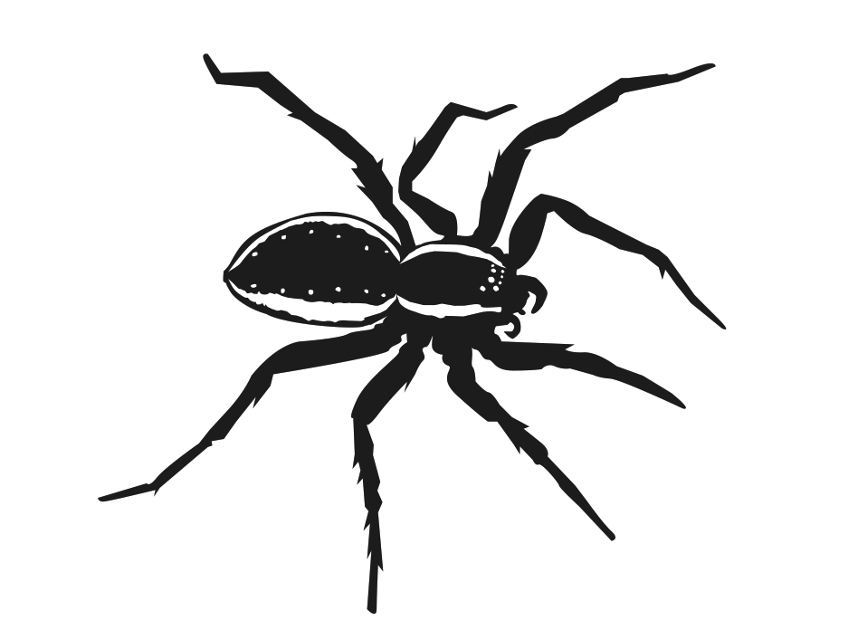 A black silhouette of a raftspider, with long white stripes along each side of the body.