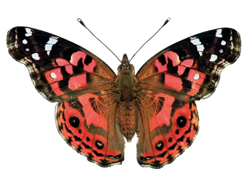 A butterfly with a red, black and white pattern.