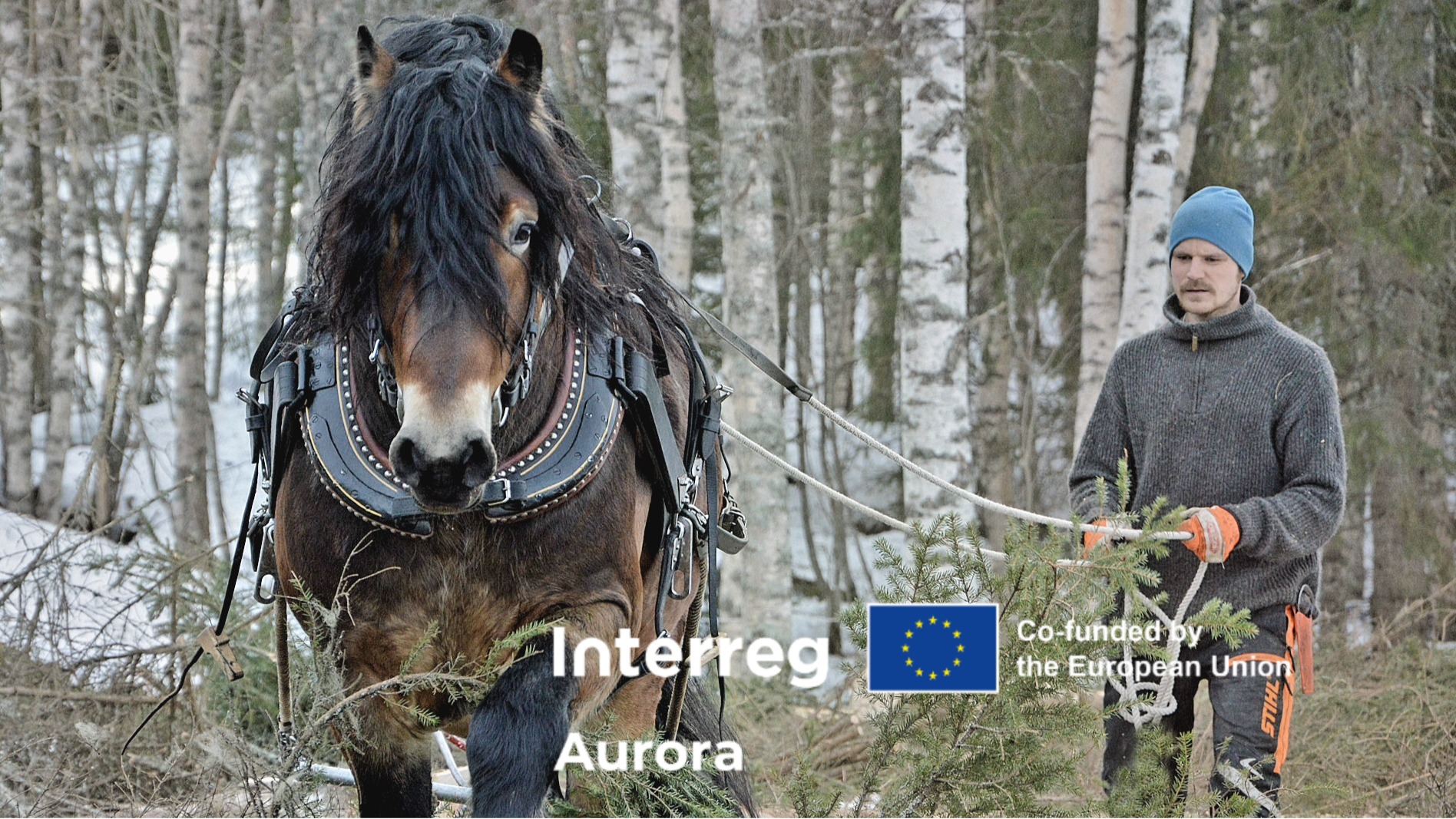 Horse with driver in the forest inluciding interreg aurora logo