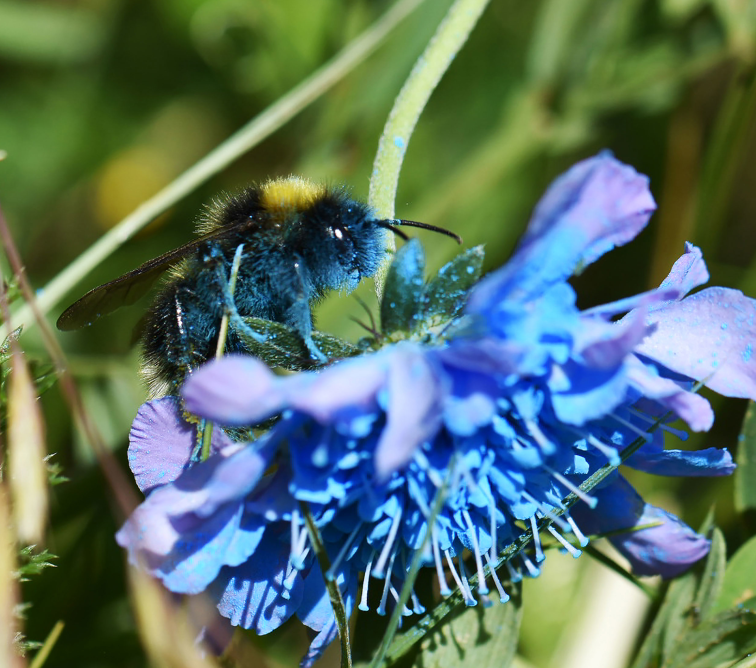 Bumblebee visits blue flower