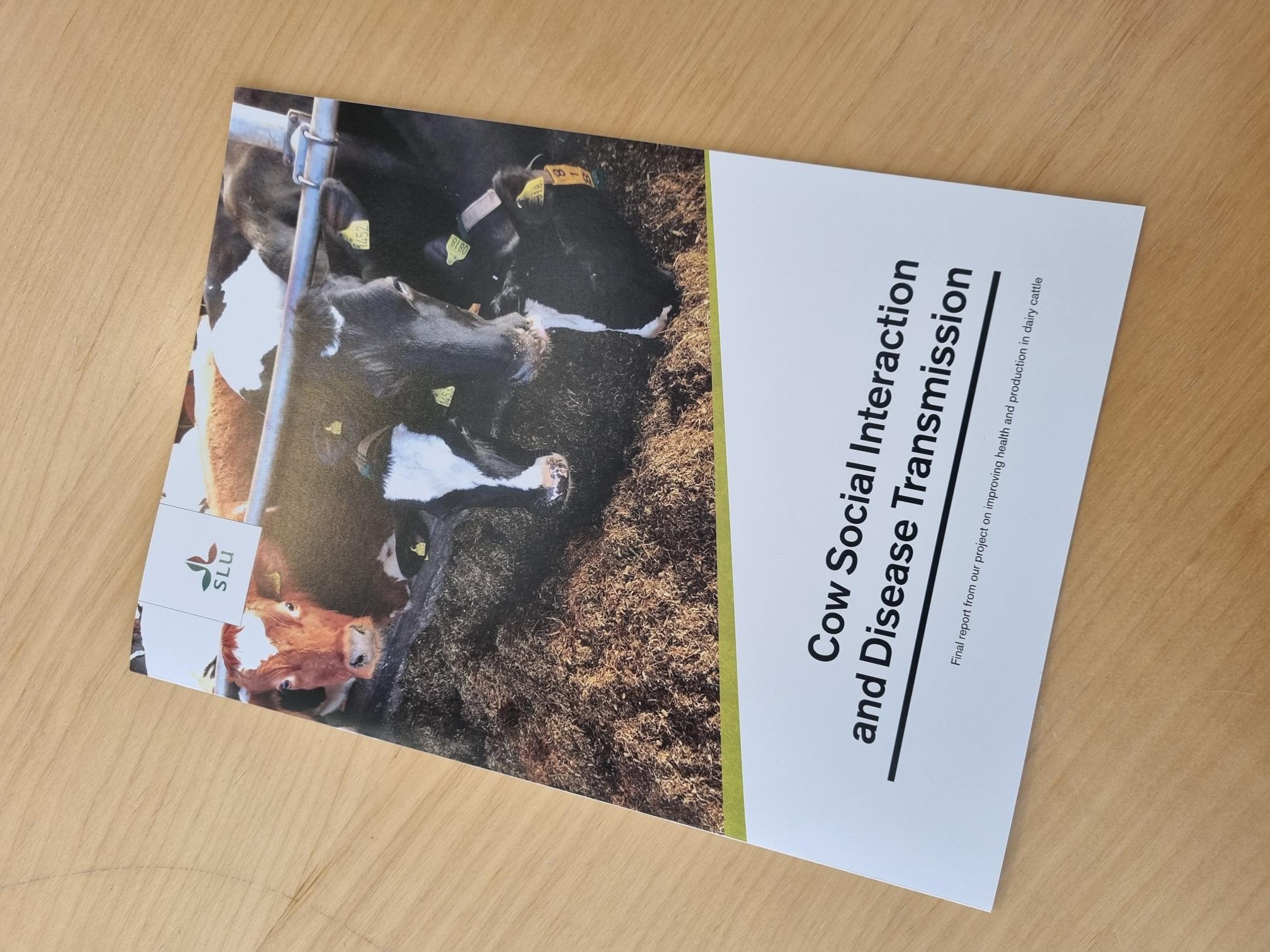 A picture of a project report with cows on the cover.