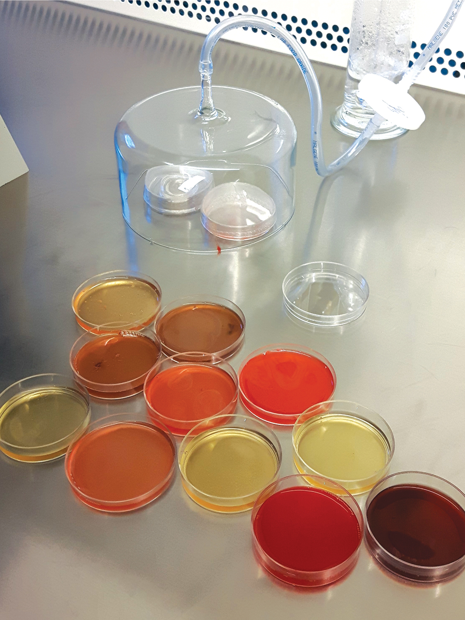 Petri dishes in the lab. Photo.
