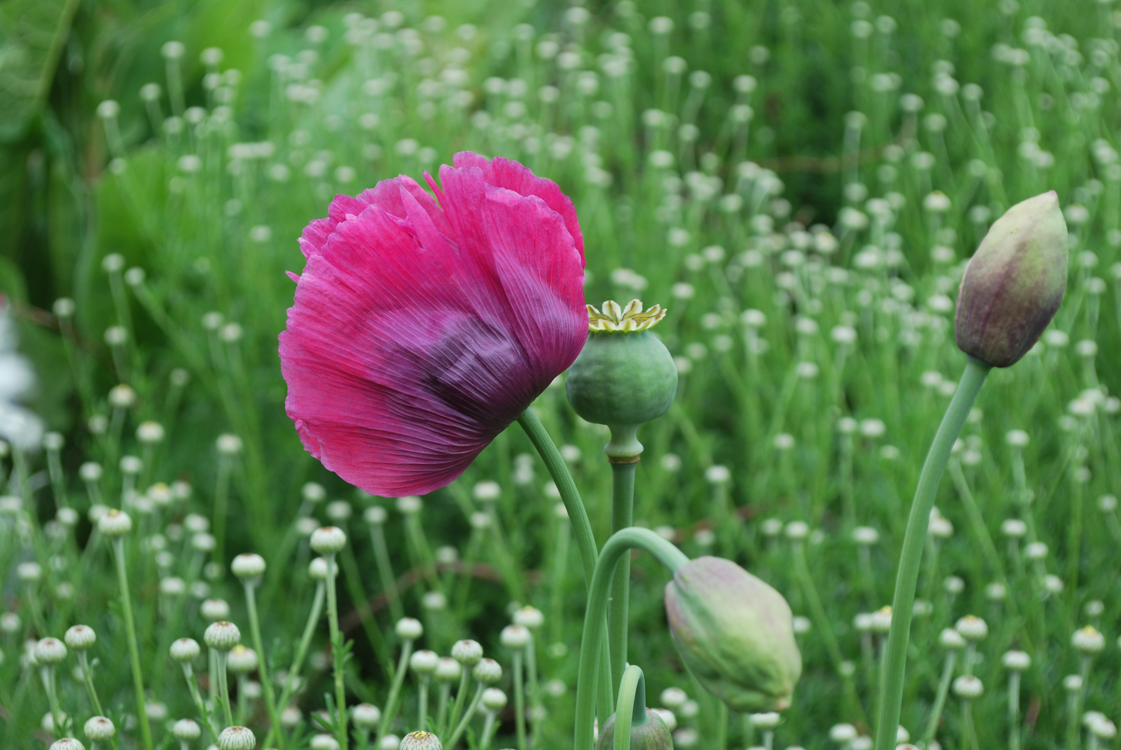 Poppy in a meadow