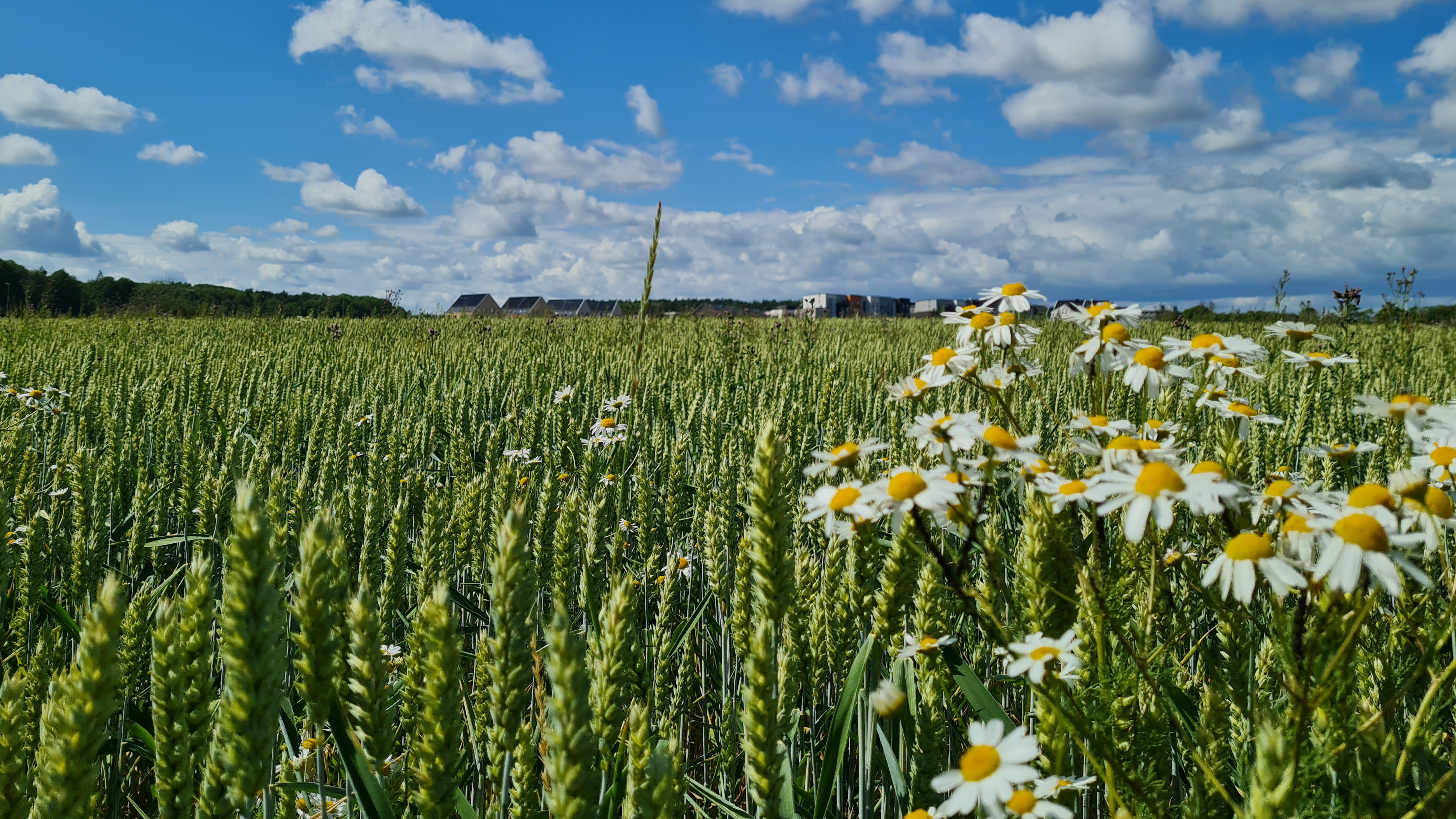 A field of cereals and daisies. Blue sky with clouds in the background.