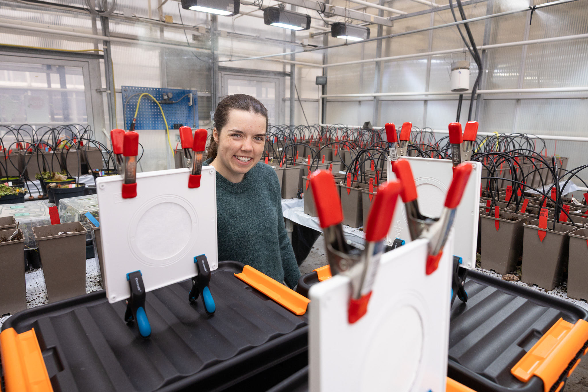 Researcher in greenhouse with plant experiments.