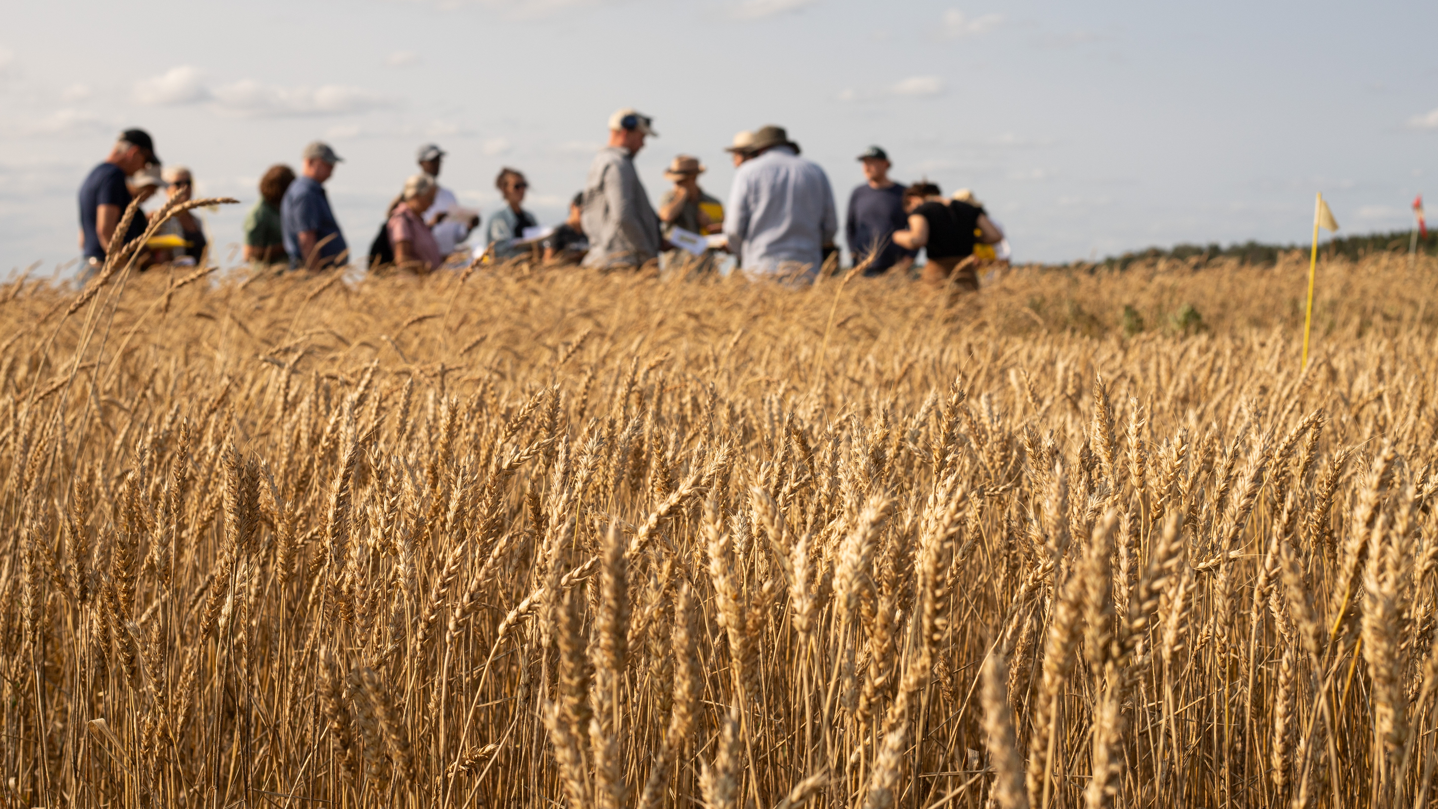 About fifteen people are standing in a wheat field.