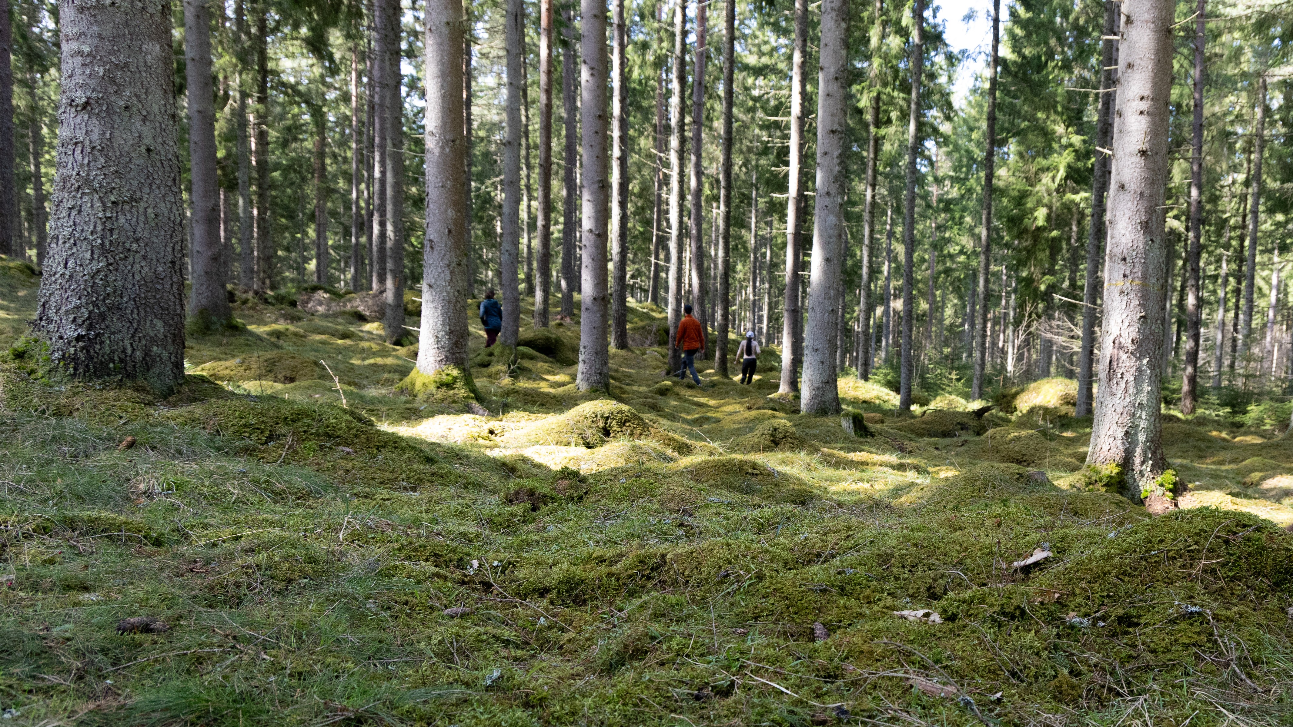Forest. Photo.