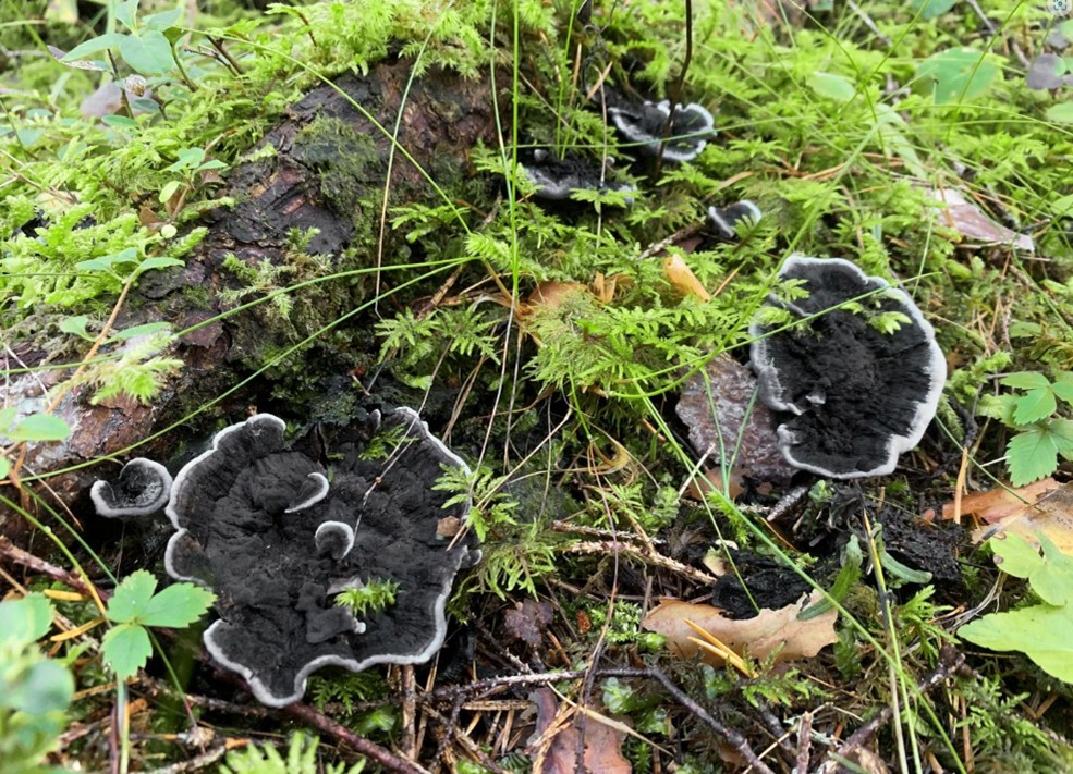Svart taggsvamp tillhör artgruppen mykorrhizasvampar som gynnas av att träd lämnas kvar vid avverkning. Foto: Linda Vålberg, Skogsstyrelsen
