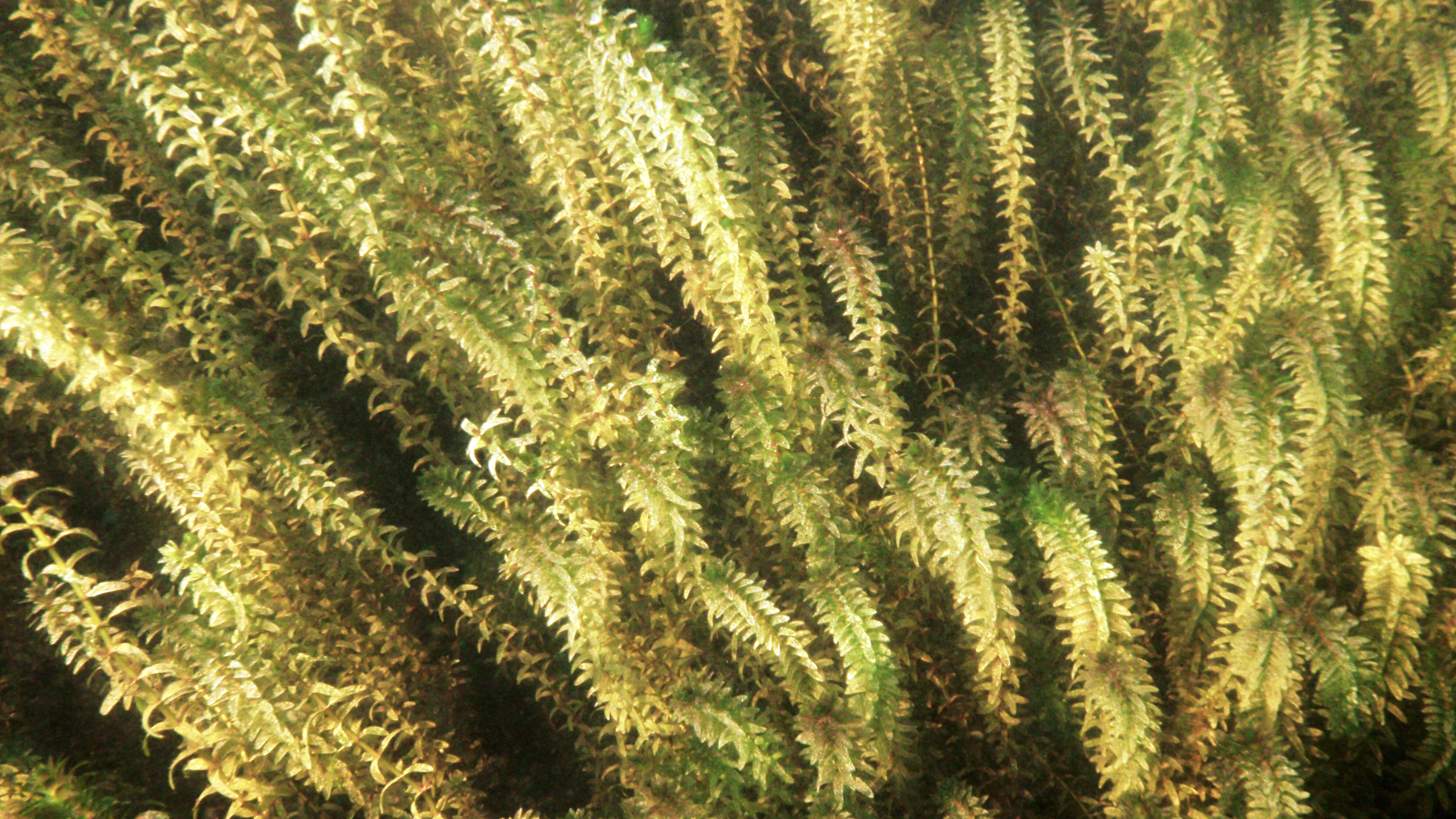 Green, lush, under water plants. Photo.