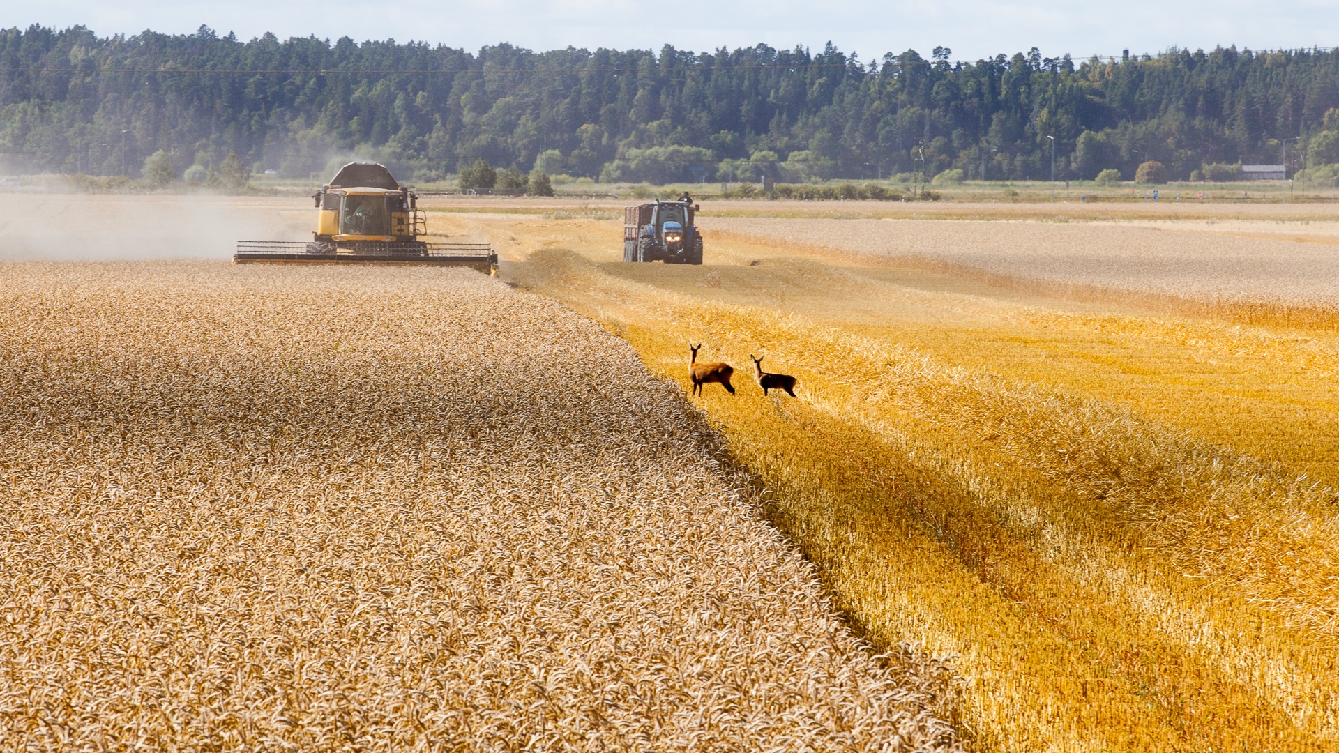 A combine harvester in a field. Photo.