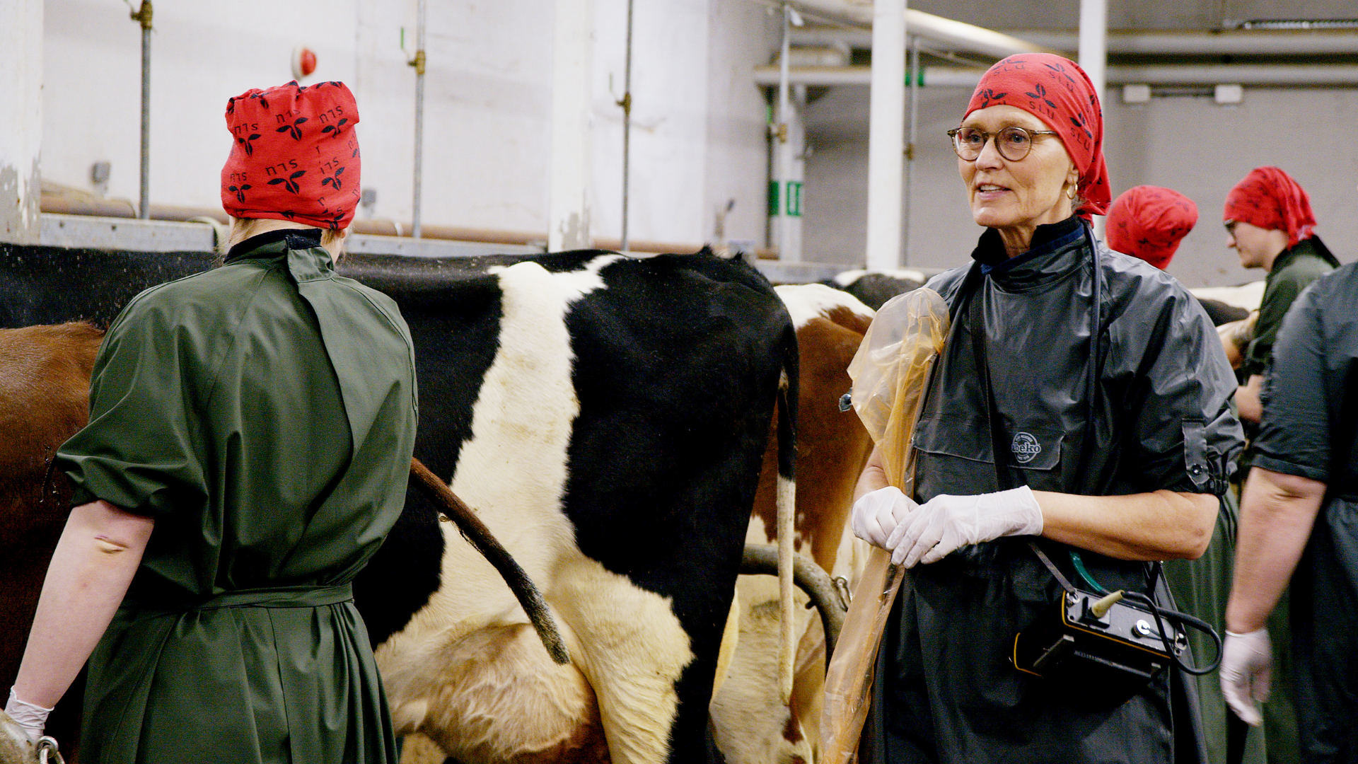 People wearing protective clothing and red caps examining cows.