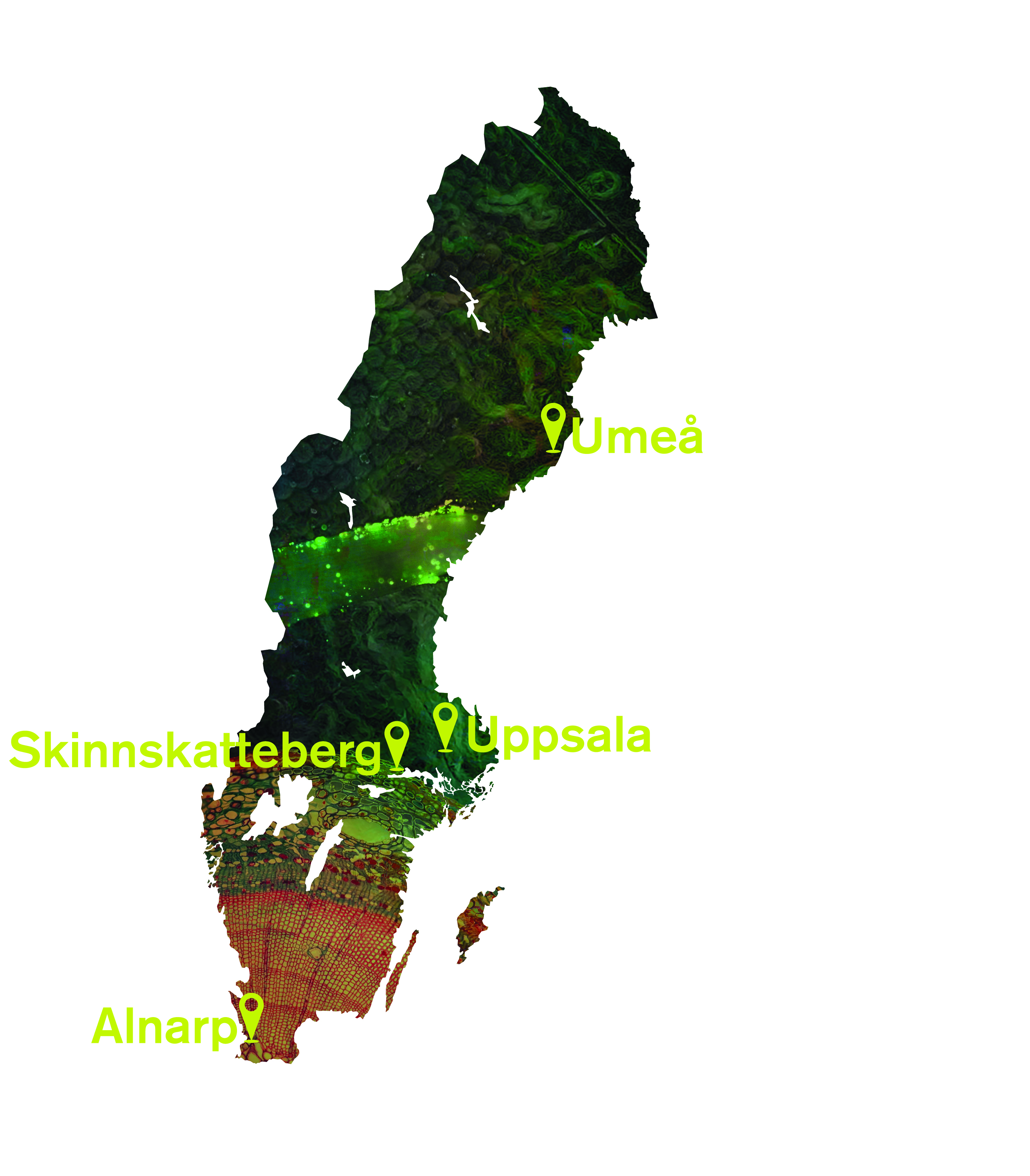 Sverigekarta med SLUs fyra campus i Alnarp, Skinnskatteberg, Uppsala och Umeå. Illustration