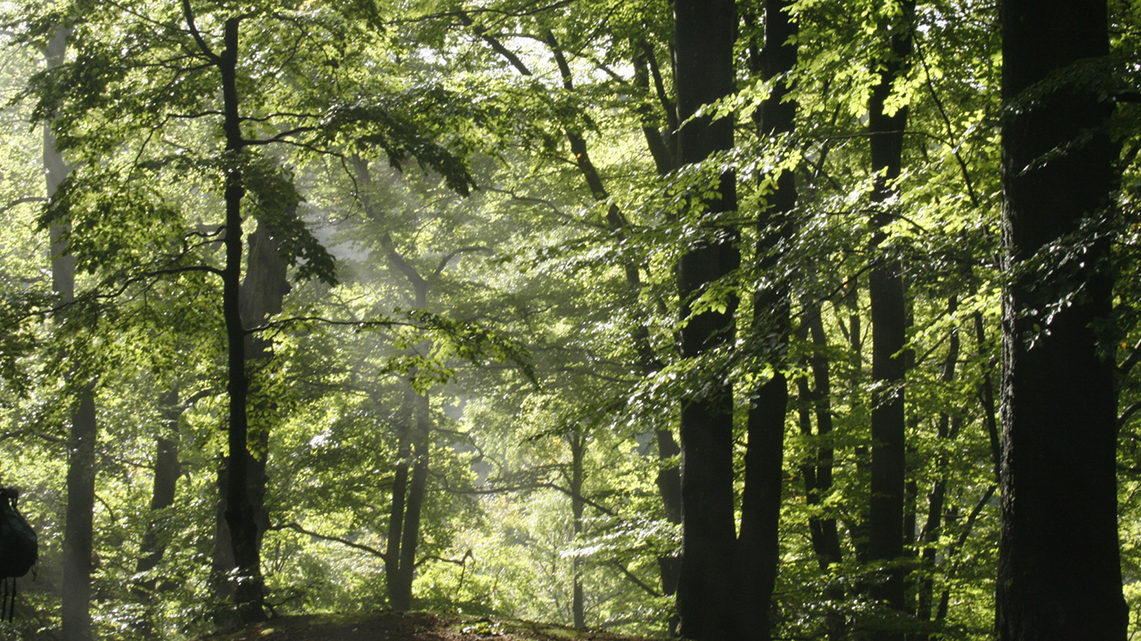 Beech forest at Söderåsen, Skåne. Photo