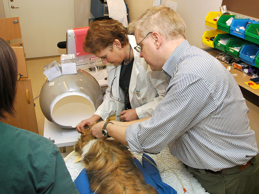 Veterinärer undersöker en hund