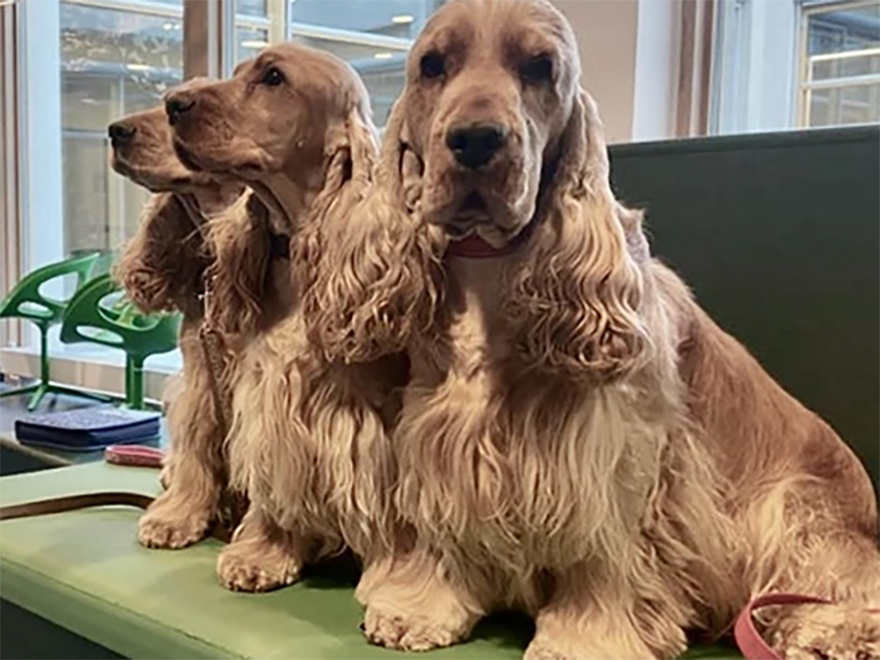 Tre cocker spanielhundar sitter i rad på en bänk. Foto,