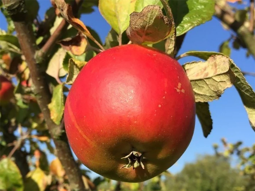 Rött äpple som hänger i ett träd. Foto.