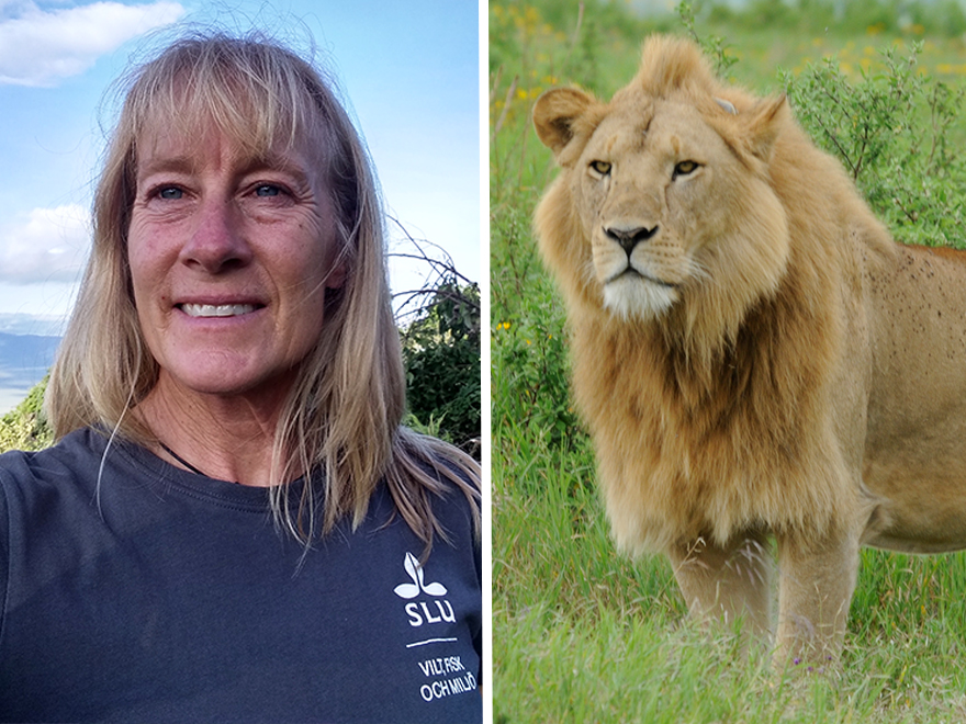 Woman and lion. Photo.