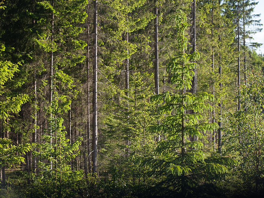 Skog