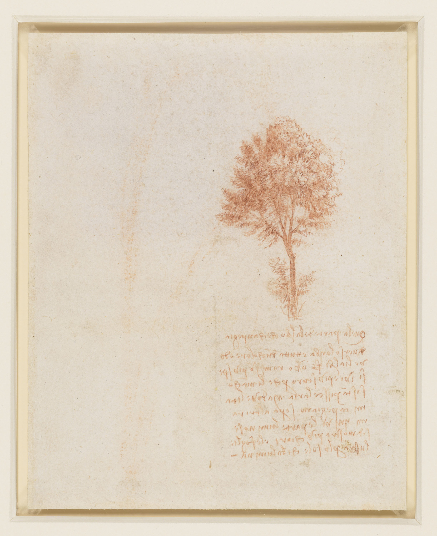 Verso a tree, Leonardo da Vinci, ca 1500