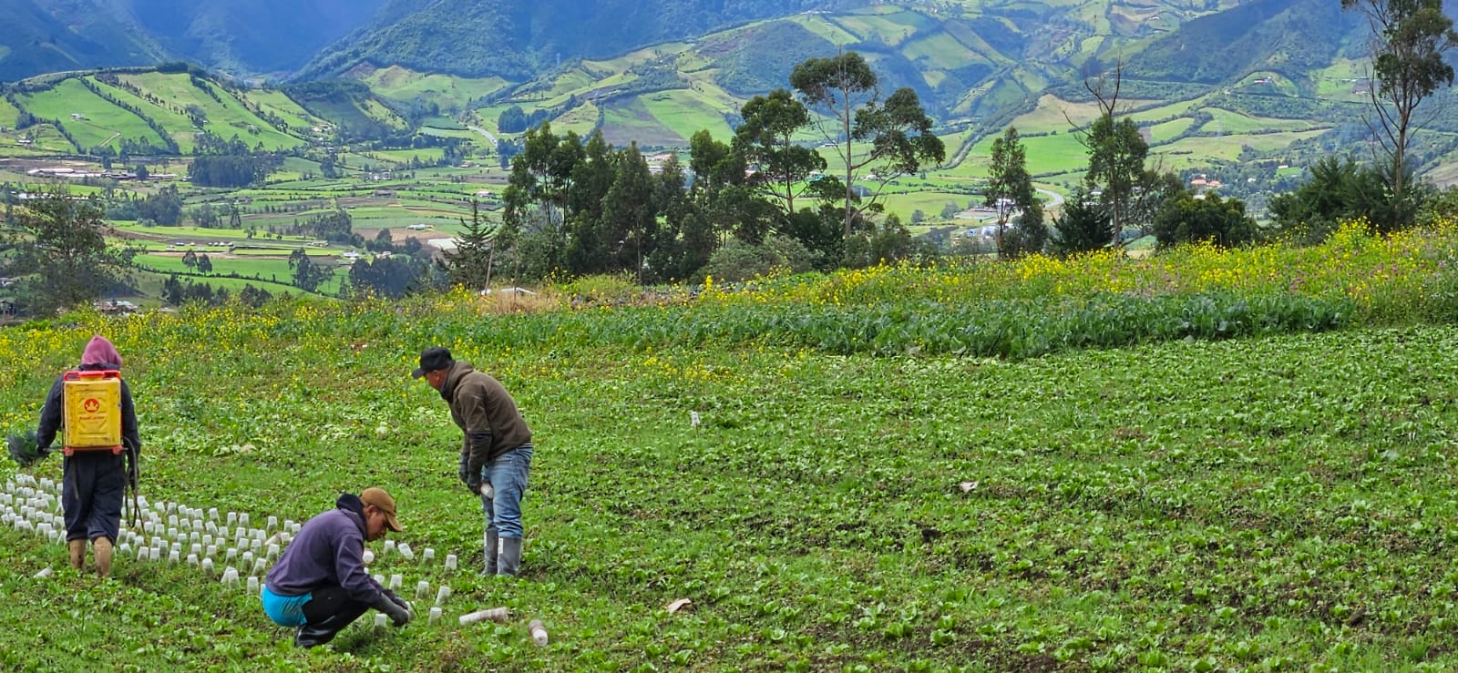 Intensive agriculture in the outskirts of the city Pasto in Nariño Centro